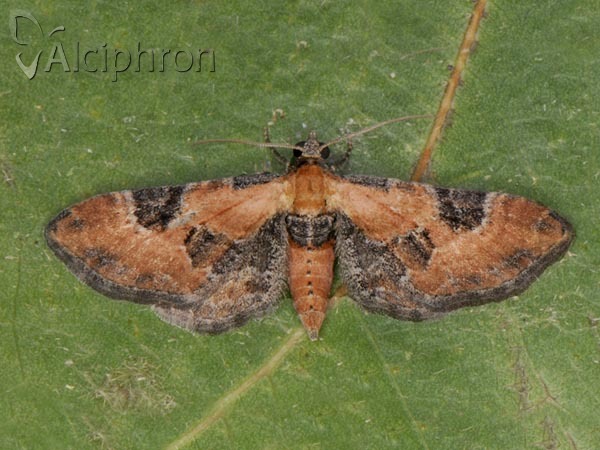 Eupithecia gueneata