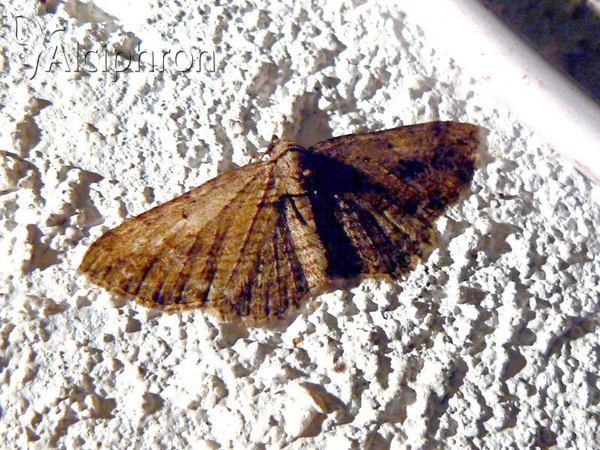 Eupithecia veratraria