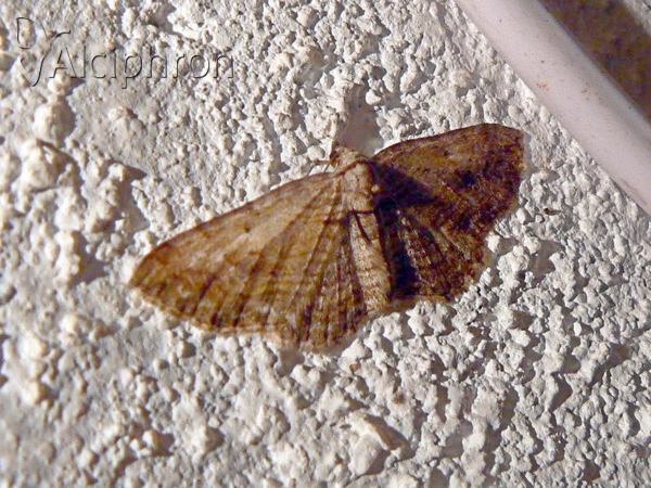 Eupithecia veratraria