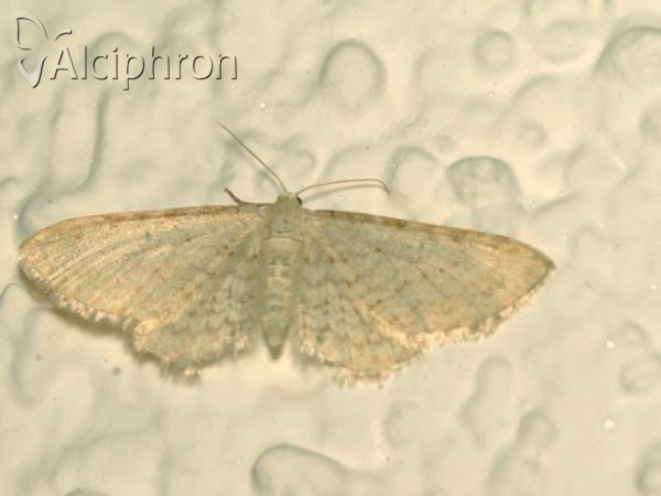 Eupithecia cretaceata
