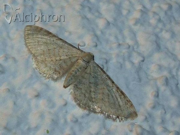 Eupithecia cretaceata