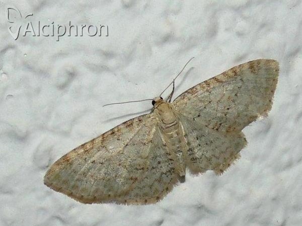 Eupithecia cretaceata
