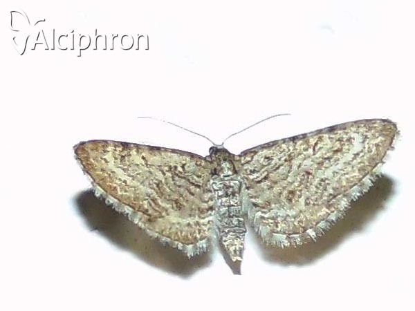 Eupithecia cretaceata