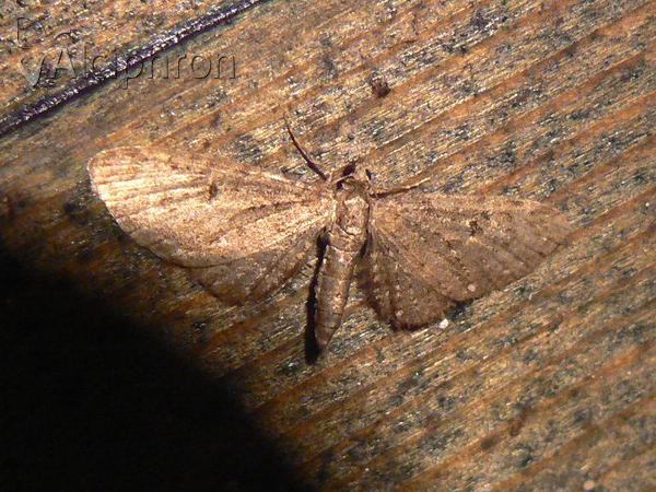 Eupithecia intricata
