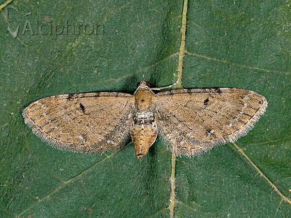 Eupithecia absinthiata