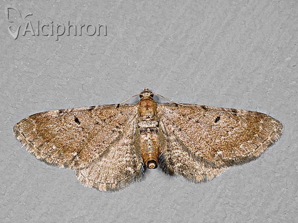 Eupithecia absinthiata