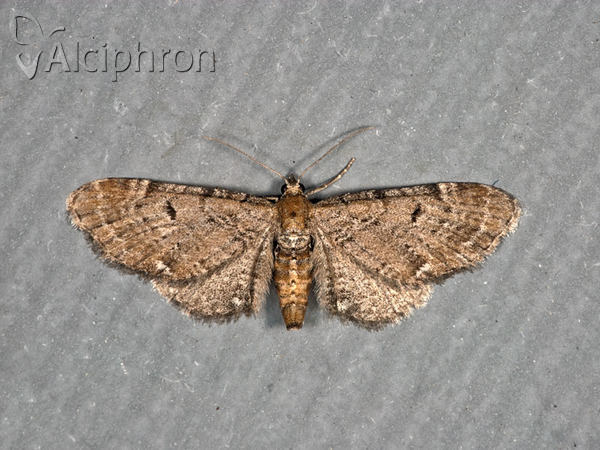 Eupithecia assimilata
