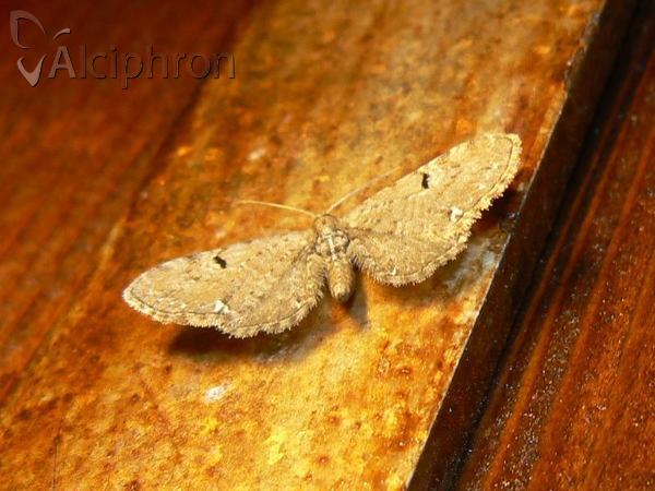 Eupithecia assimilata