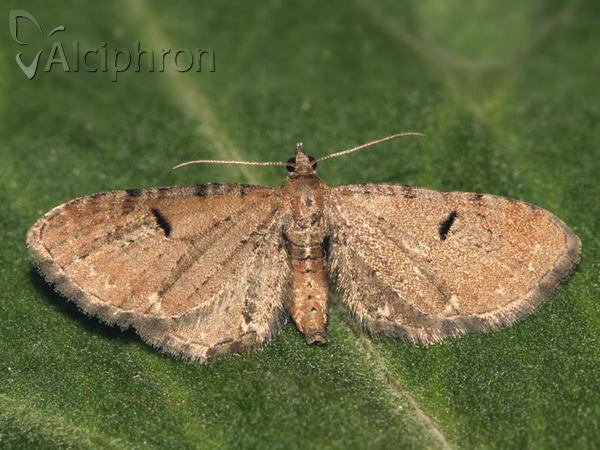 Eupithecia assimilata