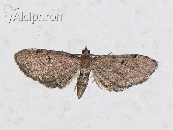 Eupithecia assimilata