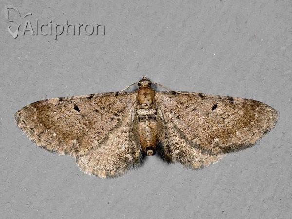 Eupithecia assimilata