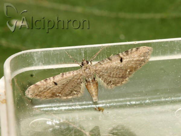 Eupithecia assimilata