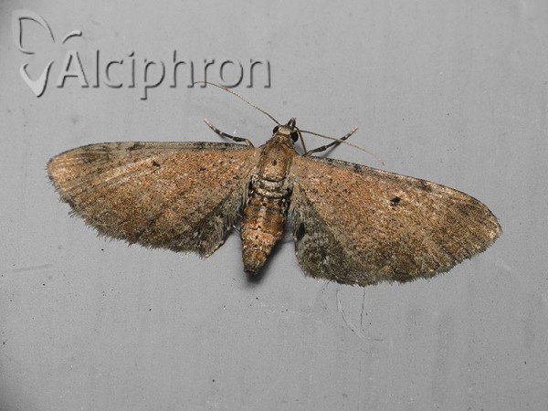 Eupithecia assimilata