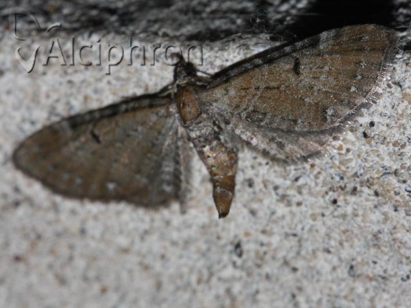 Eupithecia assimilata