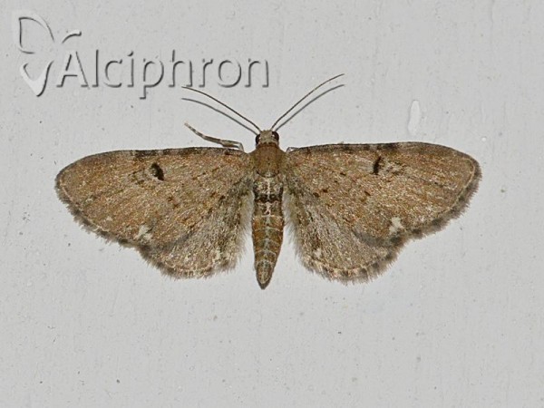 Eupithecia assimilata