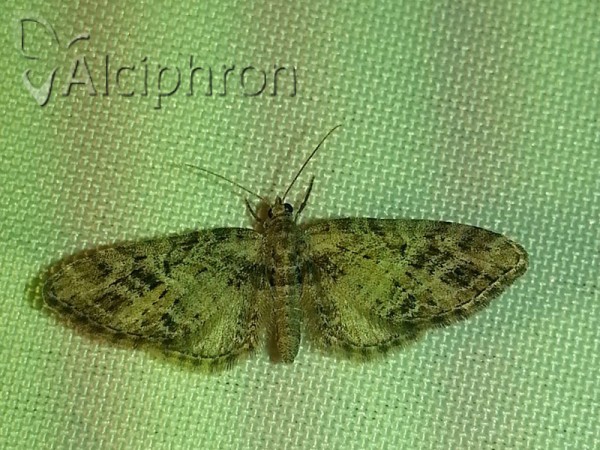 Eupithecia exiguata