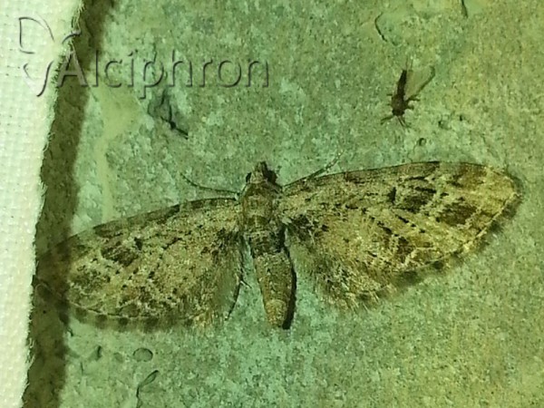 Eupithecia exiguata