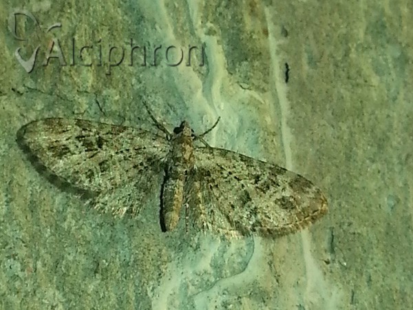 Eupithecia exiguata