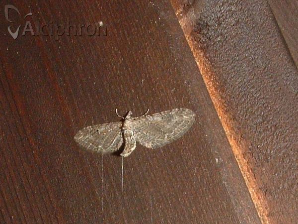 Eupithecia denotata