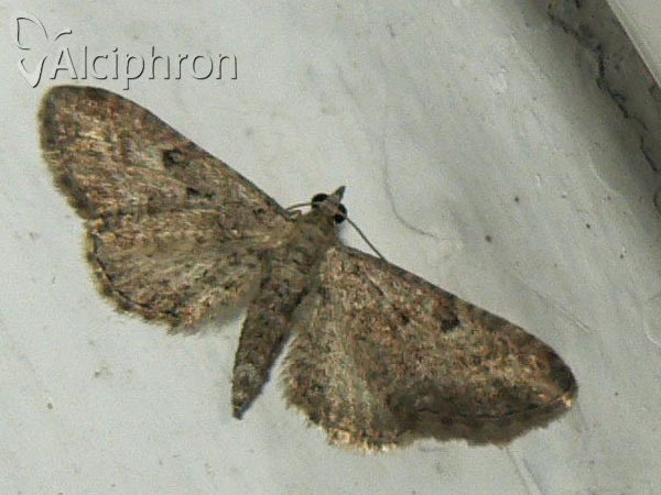 Eupithecia millefoliata