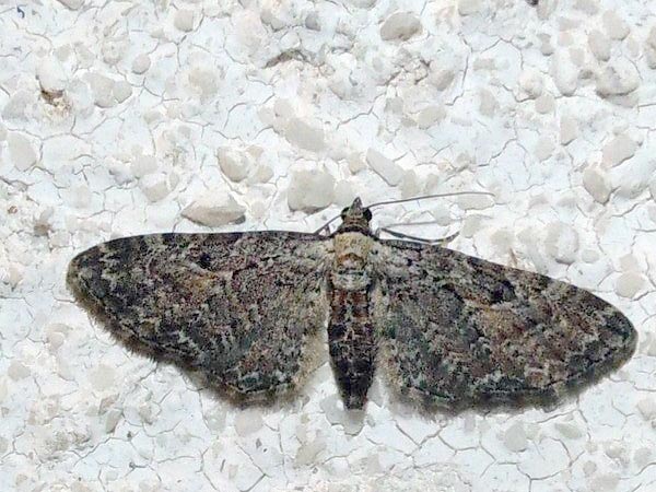 Eupithecia millefoliata