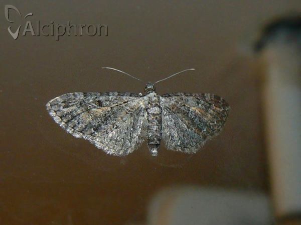 Eupithecia icterata