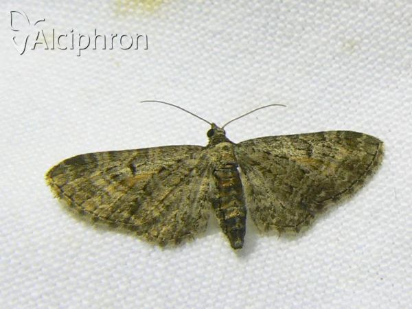 Eupithecia icterata