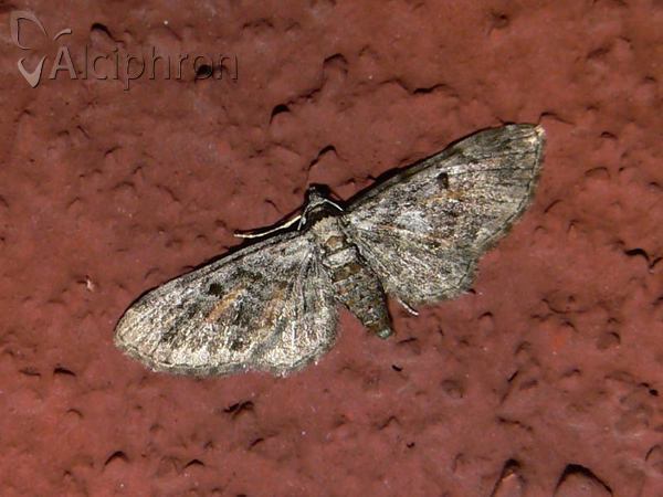 Eupithecia icterata