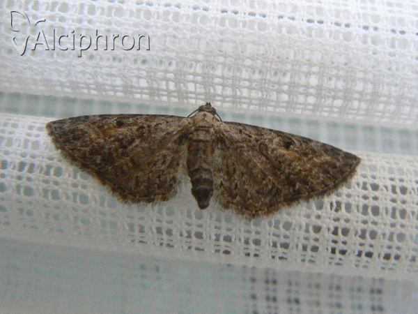 Eupithecia icterata