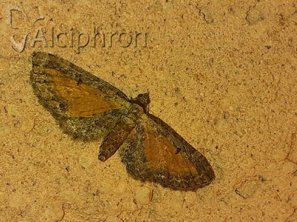 Eupithecia icterata