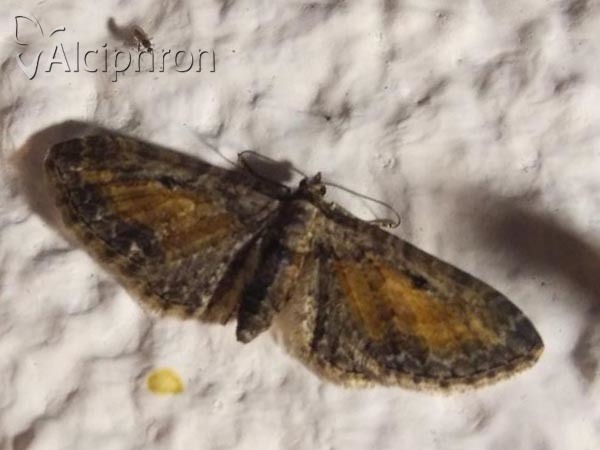 Eupithecia icterata