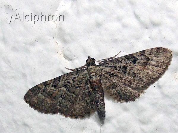 Eupithecia icterata