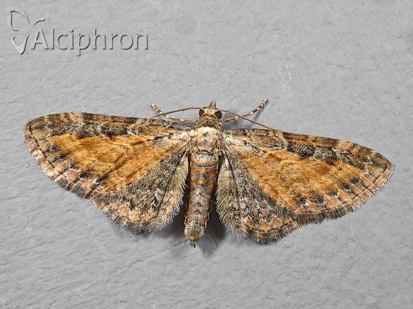 Eupithecia icterata