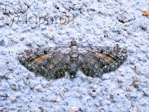 Eupithecia icterata