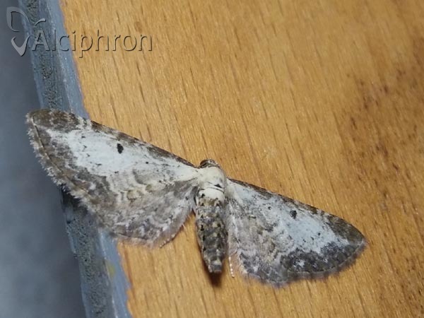 Eupithecia succenturiata