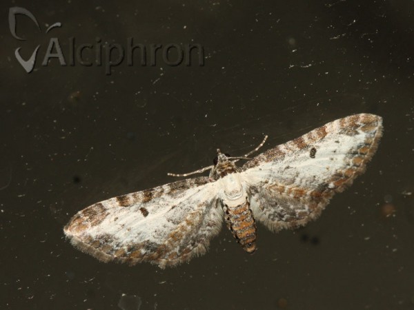 Eupithecia succenturiata