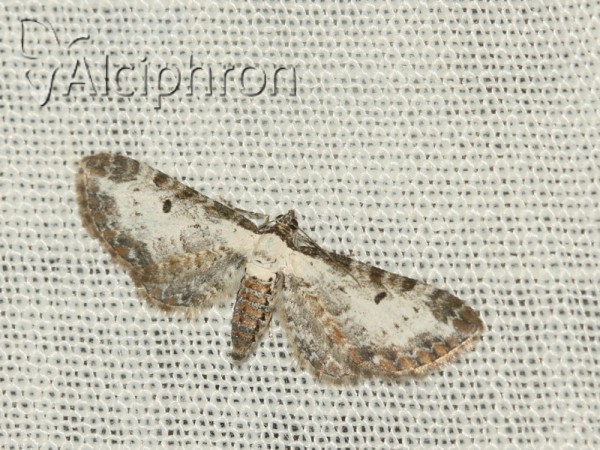 Eupithecia succenturiata