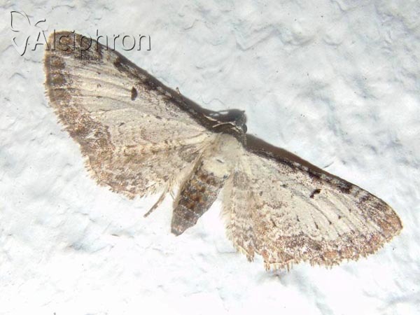 Eupithecia succenturiata
