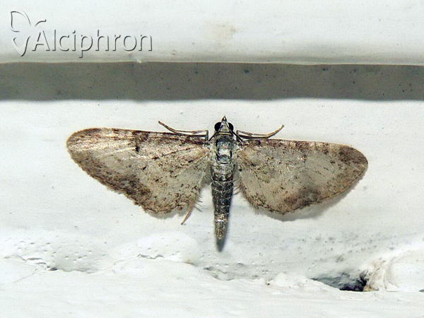 Eupithecia succenturiata