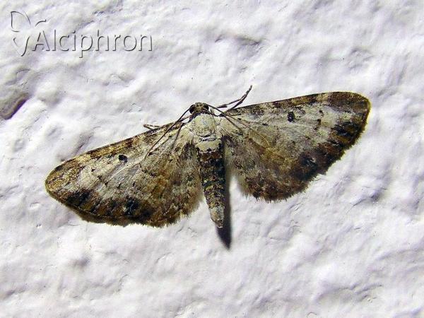 Eupithecia succenturiata