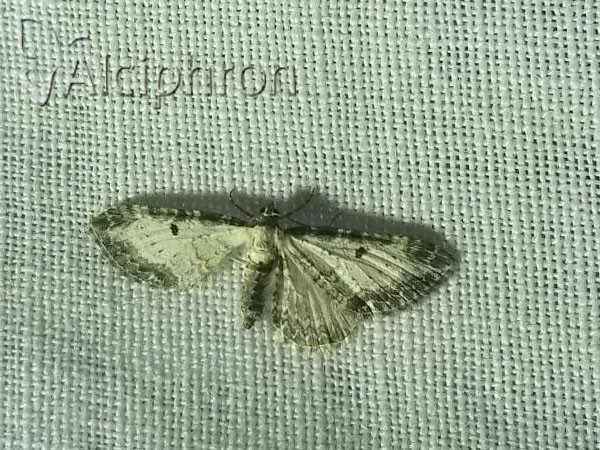 Eupithecia succenturiata