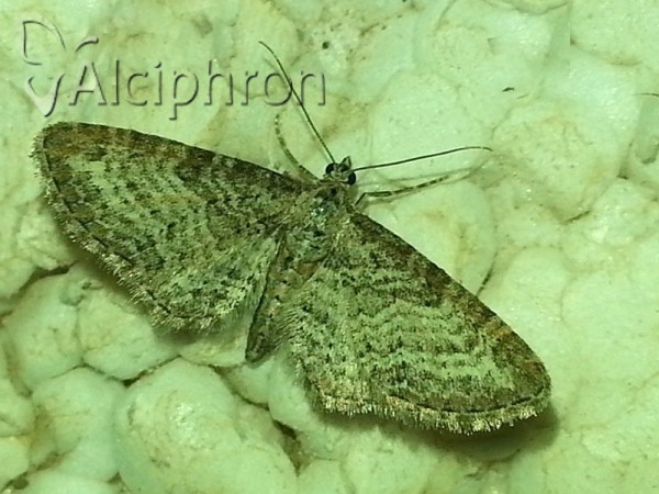 Eupithecia subumbrata