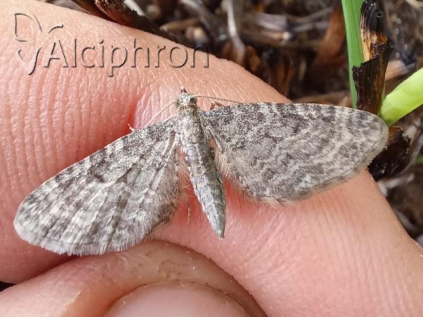 Eupithecia subfuscata