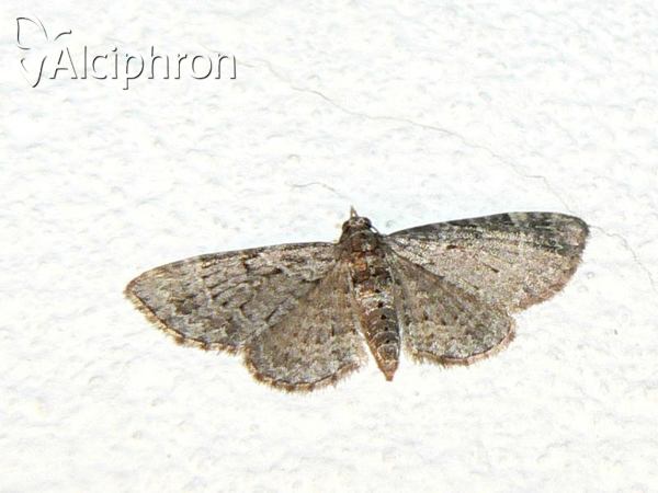 Eupithecia subfuscata