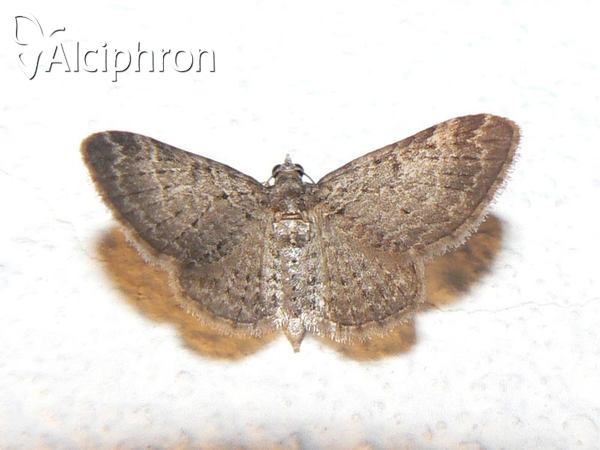 Eupithecia subfuscata