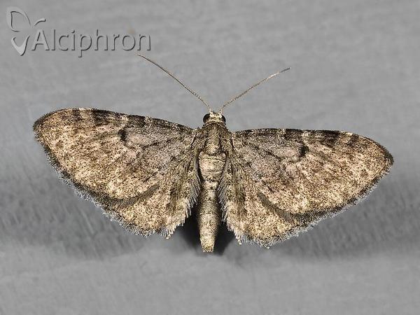 Eupithecia subfuscata