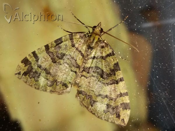 Hydriomena furcata