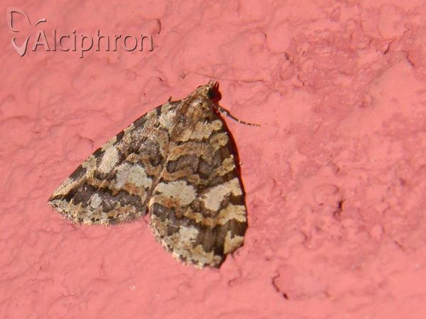 Hydriomena furcata