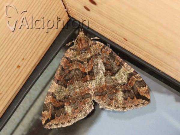 Hydriomena furcata