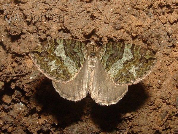 Hydriomena furcata